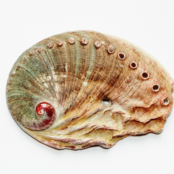 Abalone – Aphrodisiac from the sea